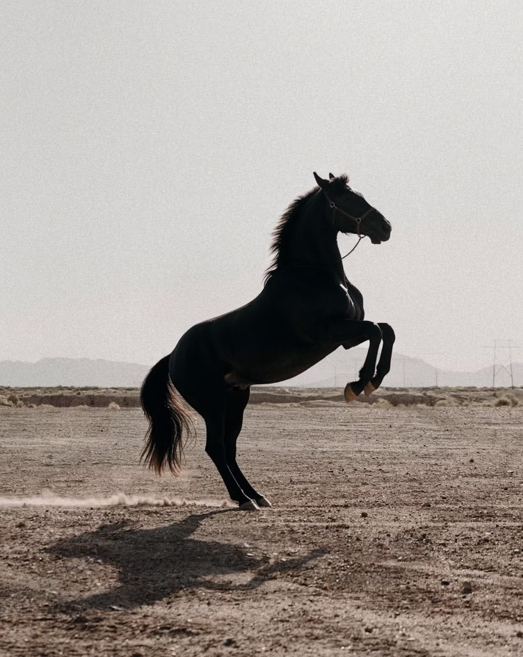 Flux Klein person on rearing black horse